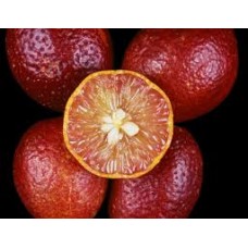 Blood Lime 